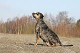 CATAHOULA 022